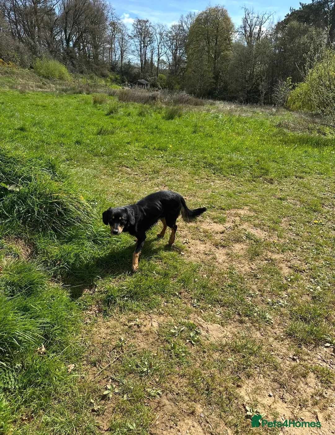 Mixed Breed dogs for sale: Cocker x Australia kelpie  in Chard - Advert 6