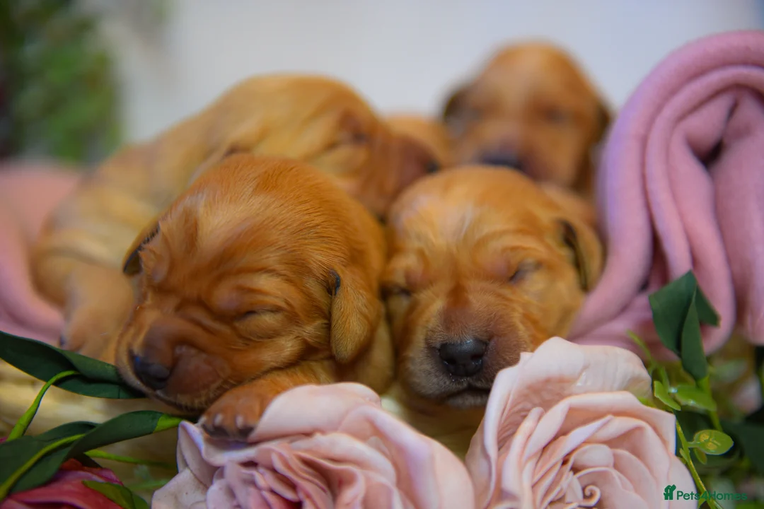 Goldador dogs for sale: Beautiful Deep Red Goldadors DNA Clear in Sleaford - Advert 2