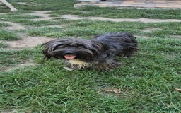 Mixed Breed dogs for adoption: ANGEL-3 yo, happy, friendly,loves people/dogs/cats - Image 1