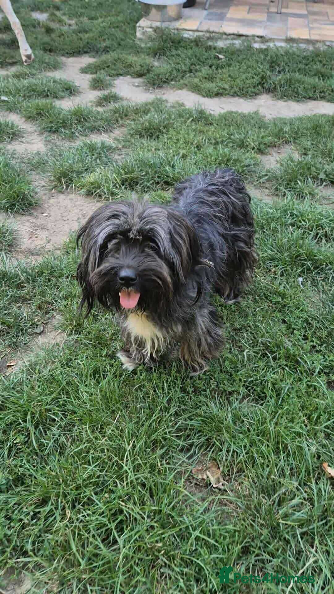 Mixed Breed dogs for adoption: ANGEL-3 yo, happy, friendly,loves people/dogs/cats - Image 1