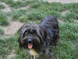 Mixed Breed dogs - Advert 1