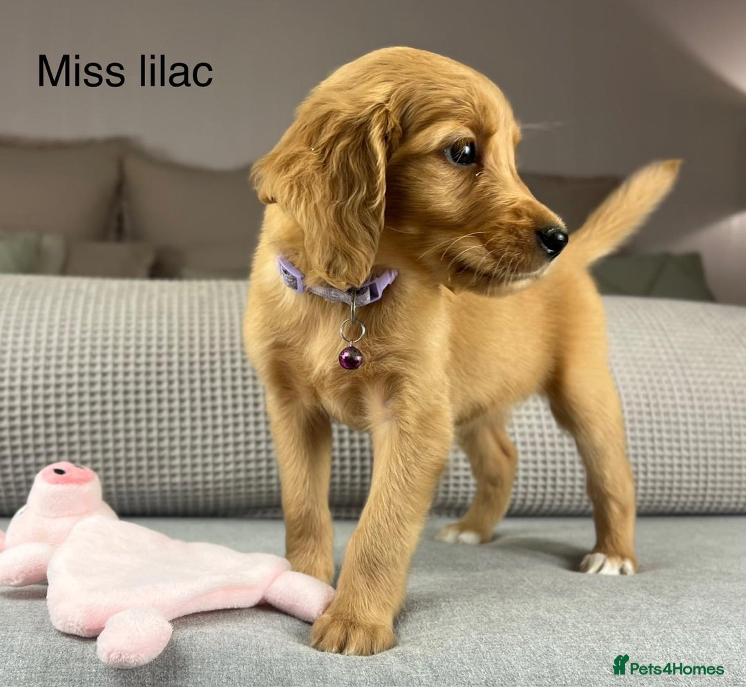 Goldendoodle dogs for sale: Hereditary clear mum. Fully hip elbow and DNA Dad. - Image 15