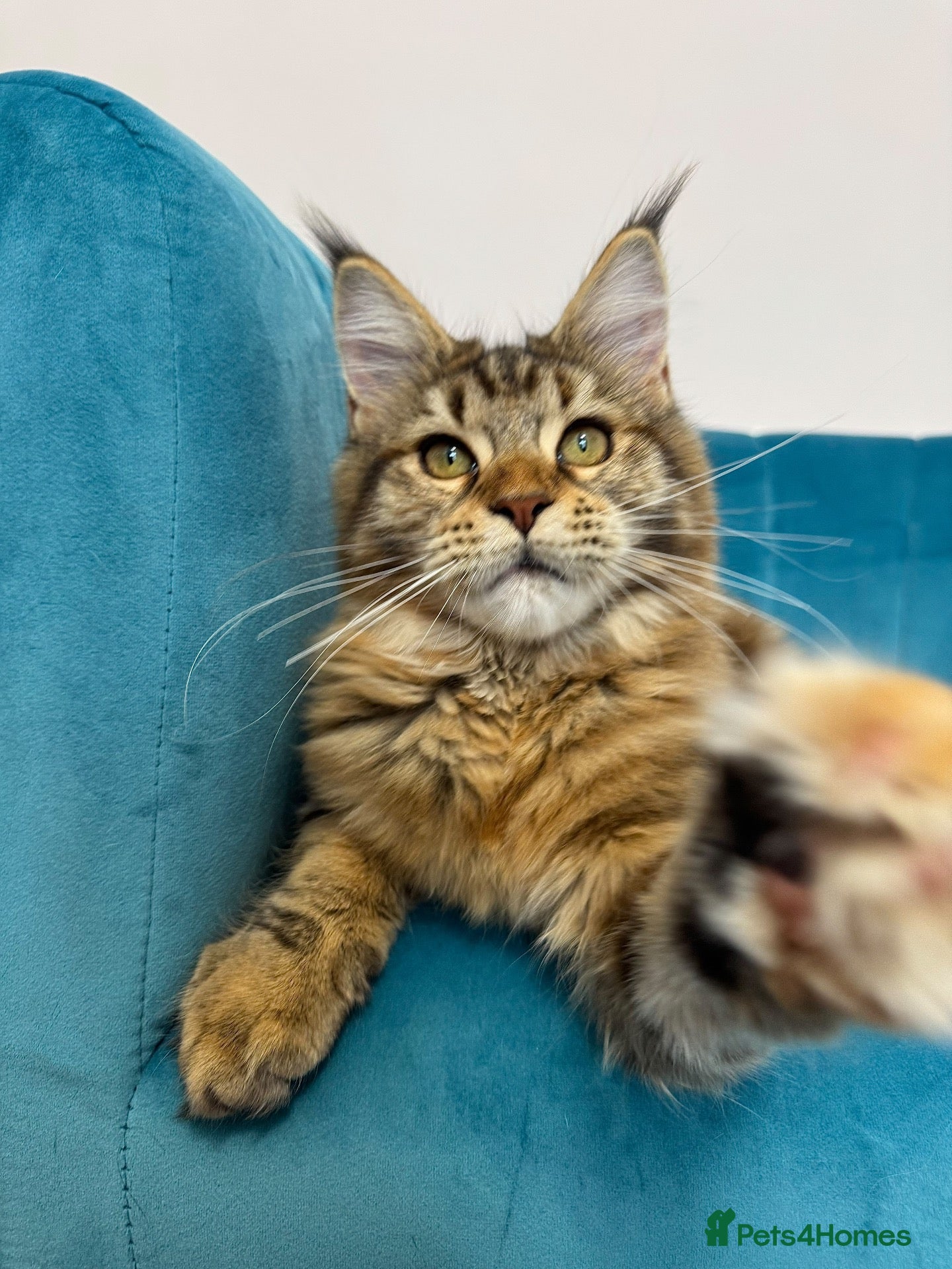 Maine Coon cats TICA Pedigree Registered Maine Coon Kittens - Advert 1