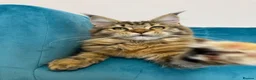 Maine Coon cats for sale: TICA Pedigree Registered Maine Coon Kittens - Advert 37