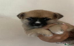 Pomchi dogs for sale: 2x Boy 1x Girl Pomchi Puppies   - Image 7