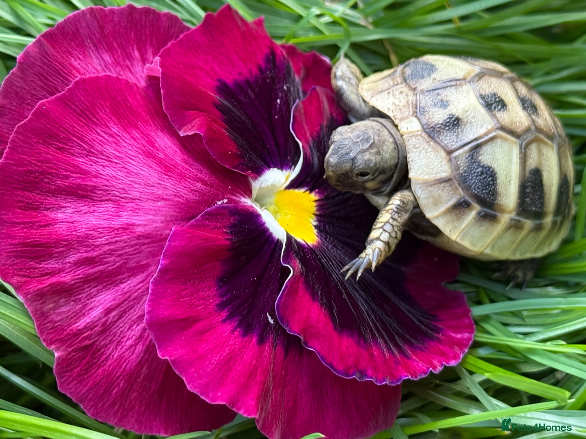 Hermann Tortoise reptiles Baby Hermanns for sale. Setup’s available too - Advert 4