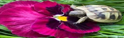 Hermann Tortoise reptiles for sale: Baby Hermanns for sale. Setup’s available too - Advert 1