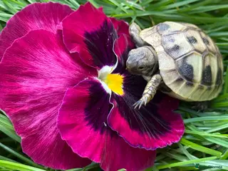 Hermann Tortoise reptiles Baby Hermanns for sale. Setup’s available too - Advert 4