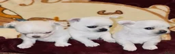 Chihuahua dogs for sale: 3 beautiful chihuahua boys Kc reg - Advert 2