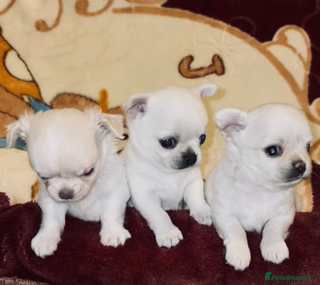 Chihuahua dogs for sale: 3 beautiful chihuahua boys Kc reg - Advert 2