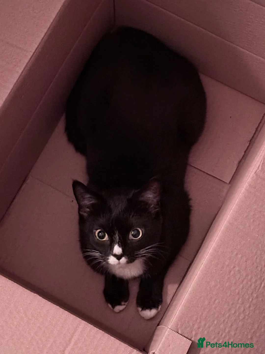 British Shorthair cats for sale: Two sweet one year old cat  - Advert 2