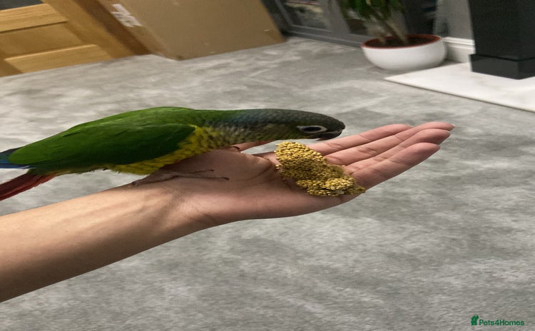 Conures birds - Advert 1