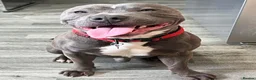 Staffordshire Bull Terrier dogs for sale: Male Blue Brindle Staff Needs Rehoming - Advert 11