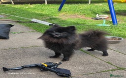 Pomeranian dogs for sale: Arlo  - Image 2
