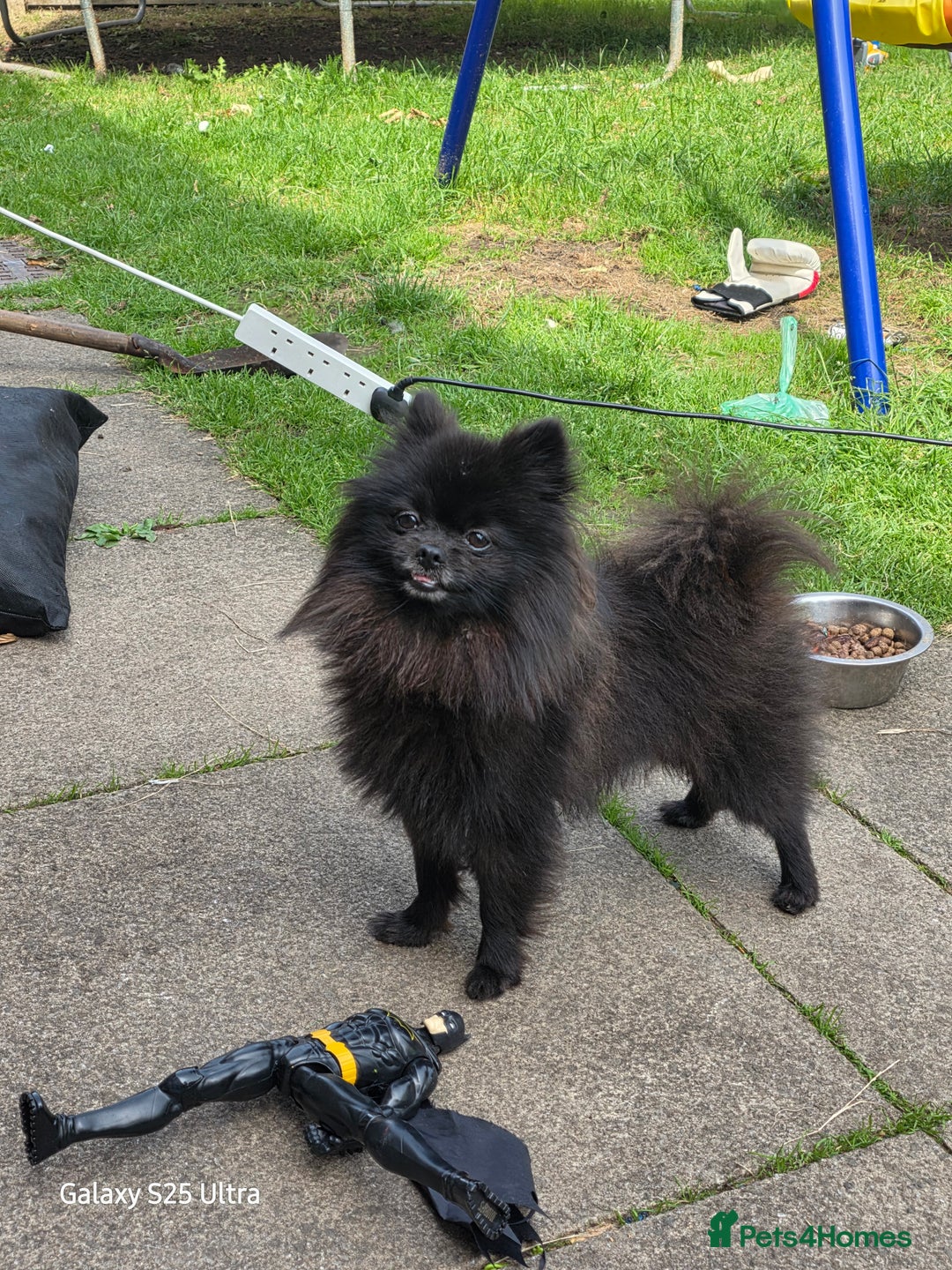 Pomeranian dogs for sale: Arlo  - Image 2