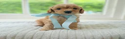 Cavapoo dogs for sale: Health tested Cavapoo puppies - Advert 4