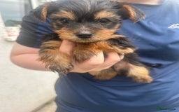 Yorkshire Terrier dogs for sale: Outstanding Yorkshire terriers - Image 11