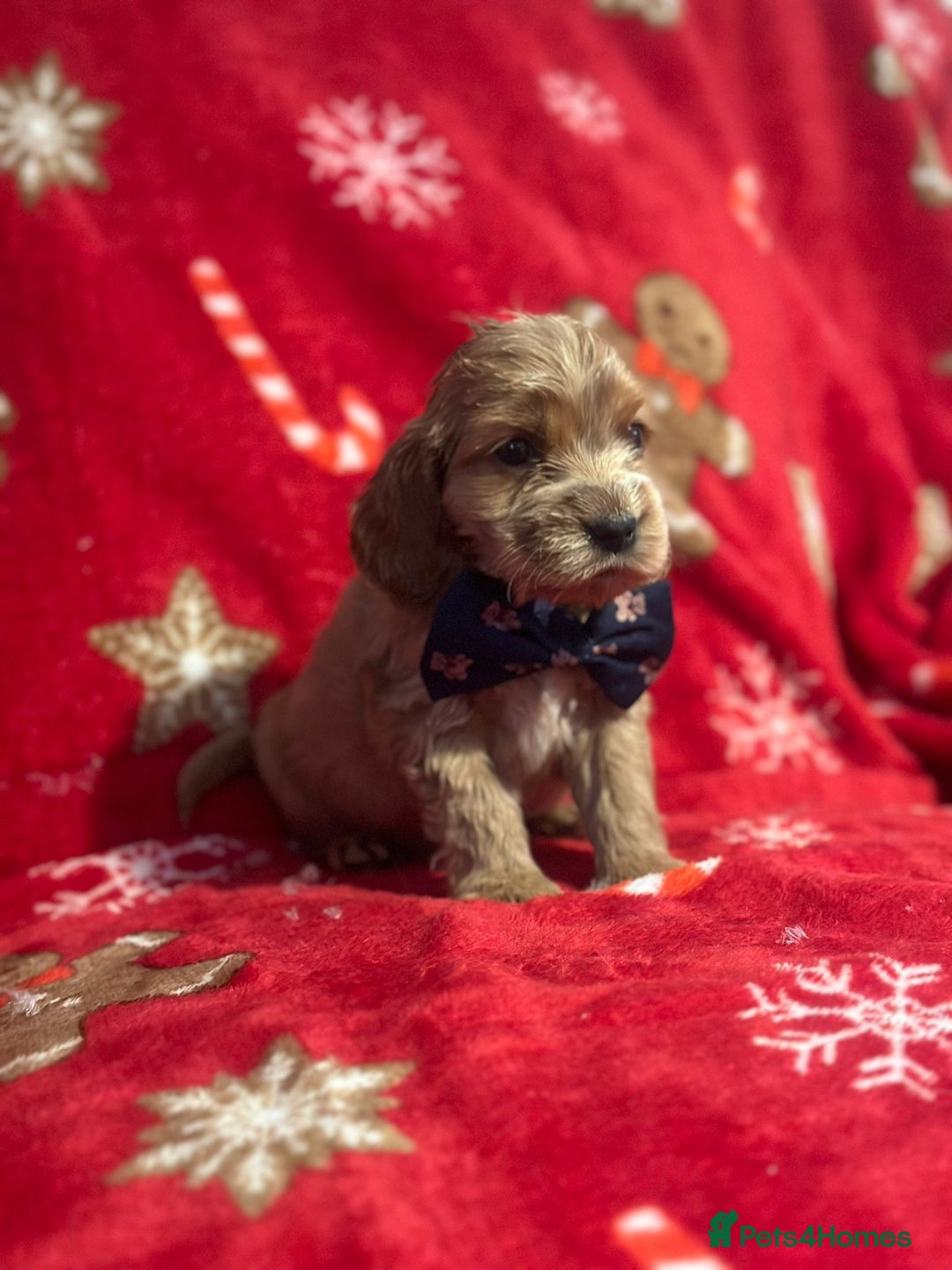 Cocker Spaniel dogs for sale: 🌟STUNNING SHOW COCKER SPANIEL BABIES🌟1 Boy left  - Advert 24