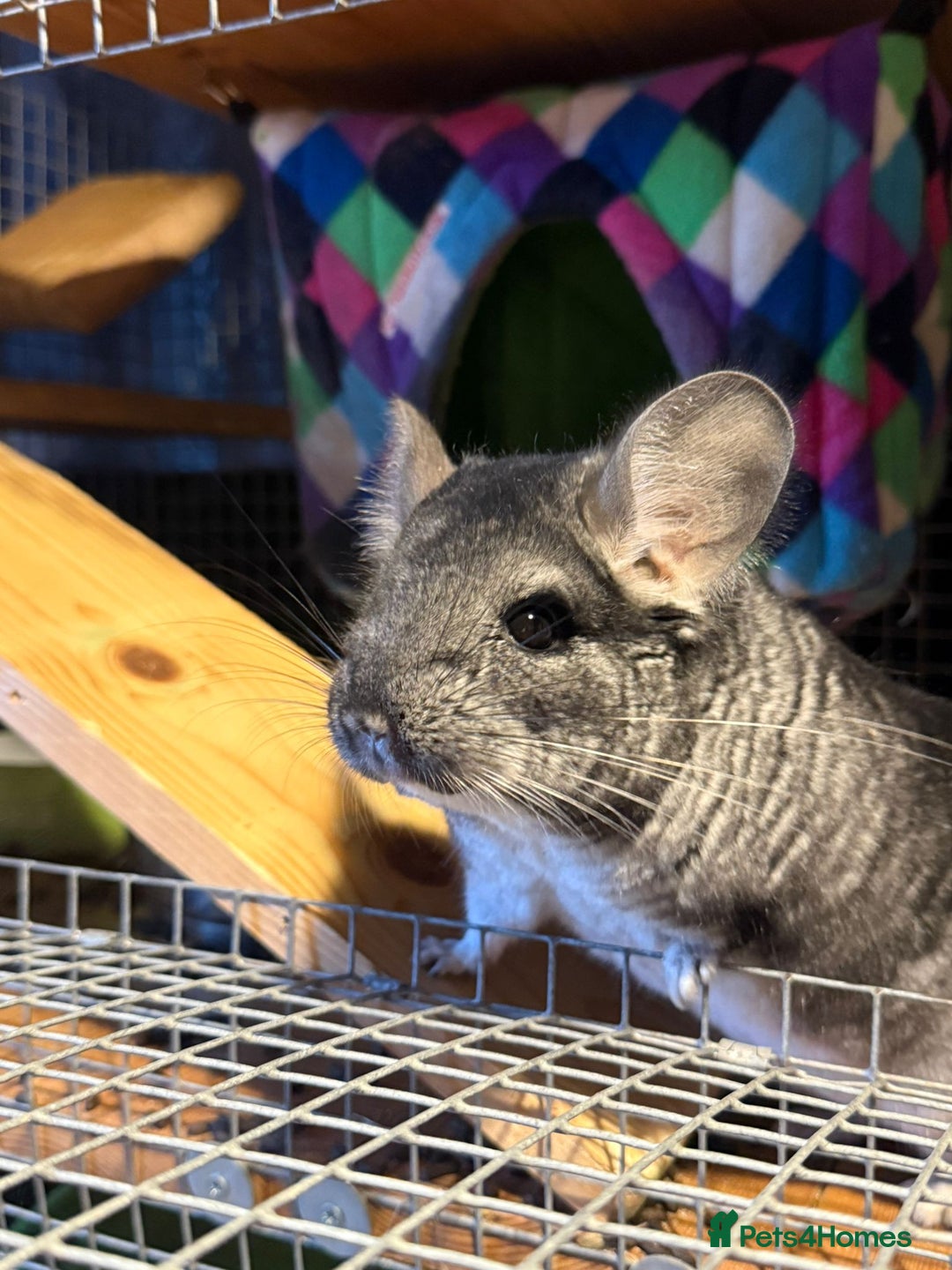 Chinchilla rodents for sale: 2 chinchillas for sale with cage  - Advert 3