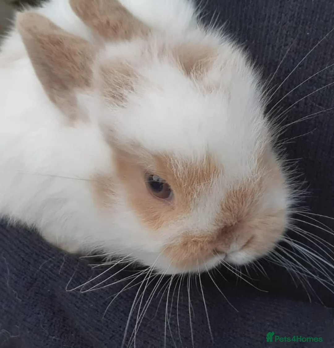 Mini Lop rabbits for sale: Mini lop babies  - Advert 1