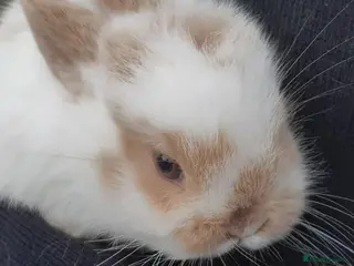 Mini Lop rabbits Mini lop babies - Advert 1