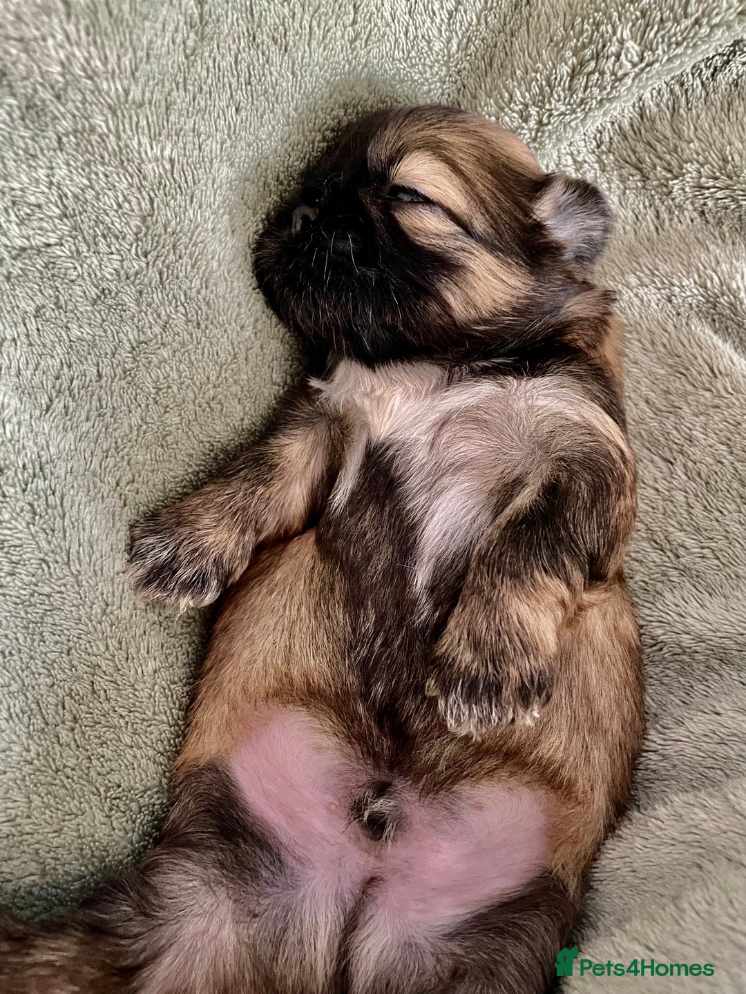 Shih Tzu dogs for sale: Adorable Imperial Shih Tzu Puppies - Image 20