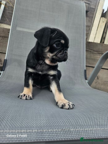 Pug dogs kc pugs ready NOW! 1 male left in Smethwick - Advert 17