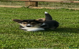 Welsh Corgi Pembroke dogs for sale: KC registered Champion line Corgi puppies - Image 9