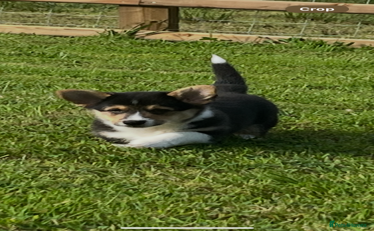 Welsh Corgi Pembroke dogs - Advert 2