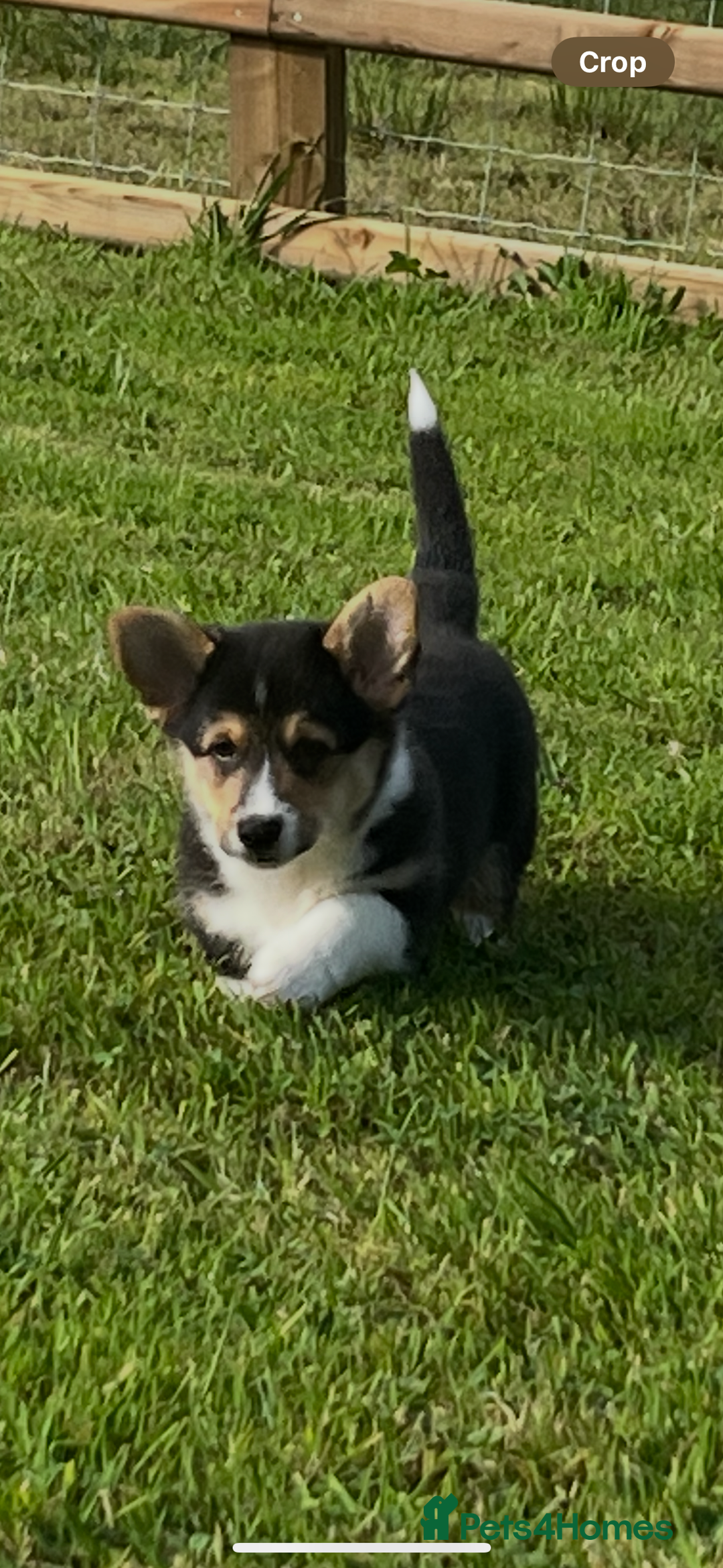 Welsh Corgi Pembroke dogs for sale: KC registered Champion line Corgi puppies - Image 9