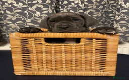 Mixed Breed dogs for sale: STUNNING MASTIFF/GREAT DANE PUPPIES - Advert 12
