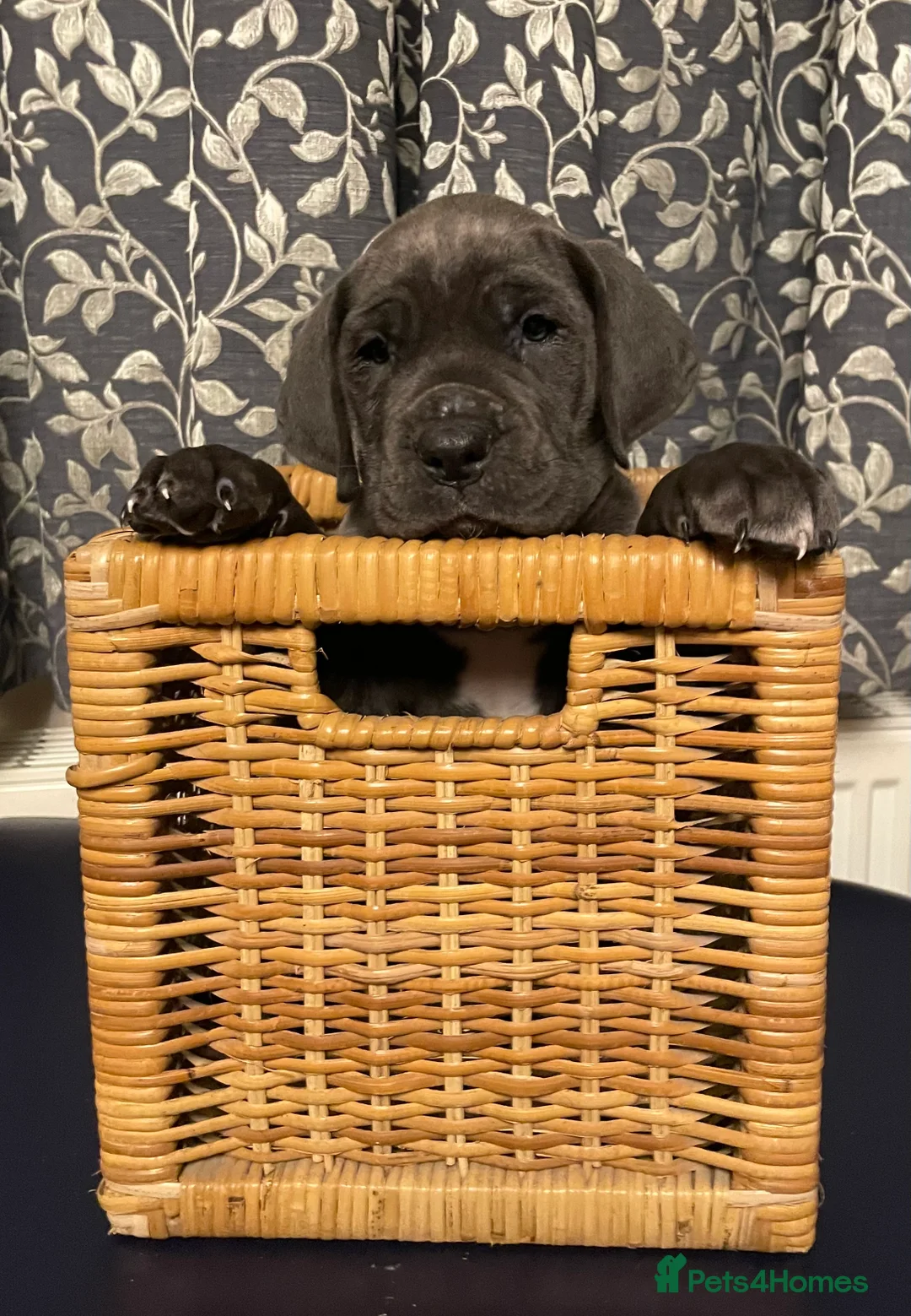 Mixed Breed dogs for sale: STUNNING MASTIFF/GREAT DANE PUPPIES - Advert 34