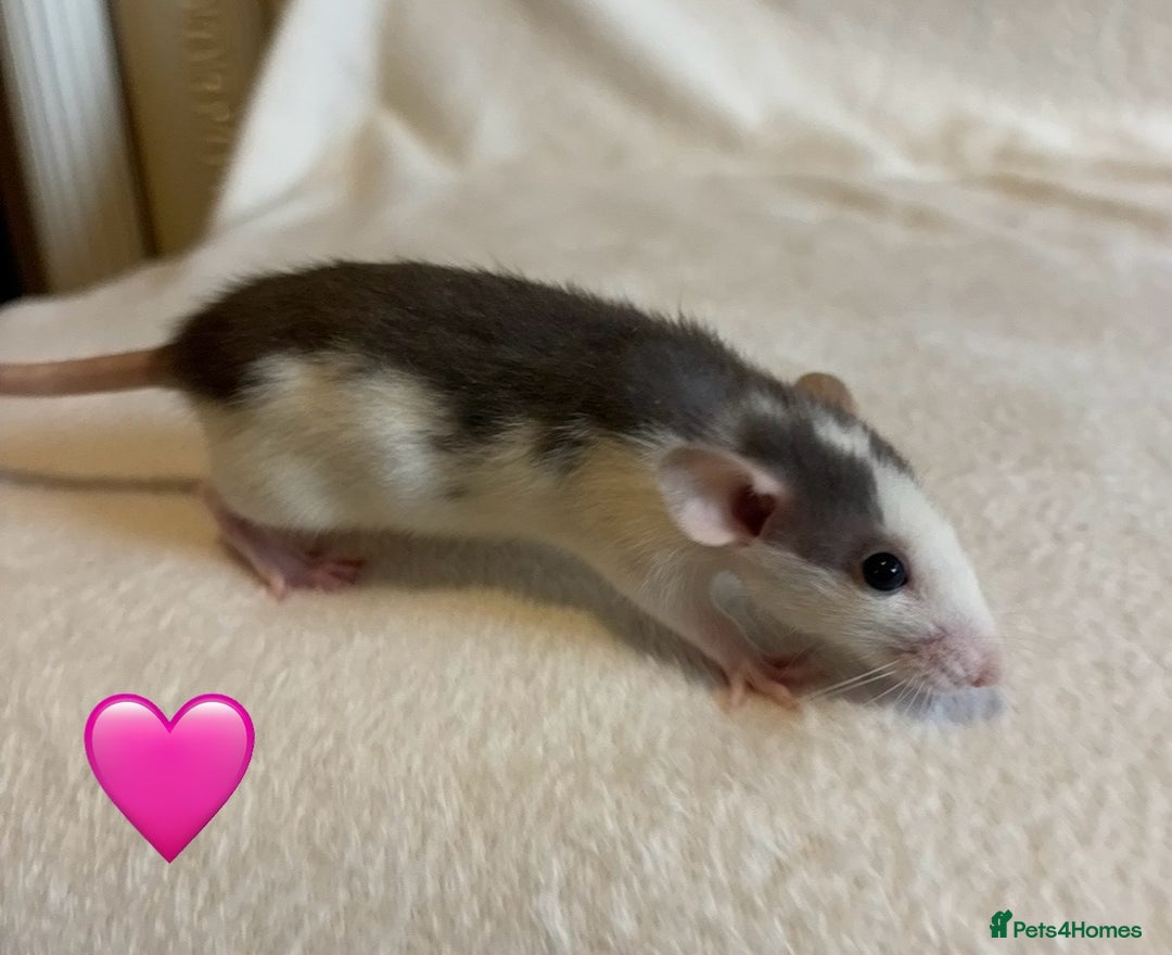 Rat rodents for sale: Baby Dumbo rats for sale - Advert 6