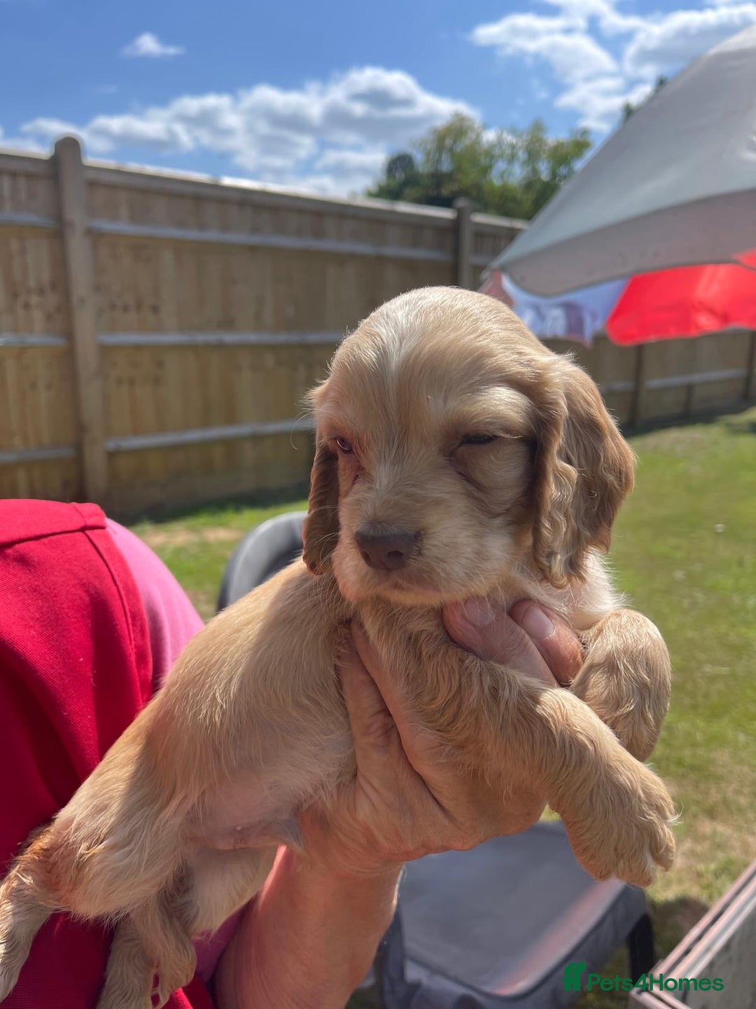 Cocker Spaniel dogs for sale: Show Cocker Spaniels 🐶🐾 in Maidstone - Image 8
