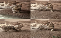 Mixed Breed cats for sale: Silver bengal x Scottish fold kittens - Image 3