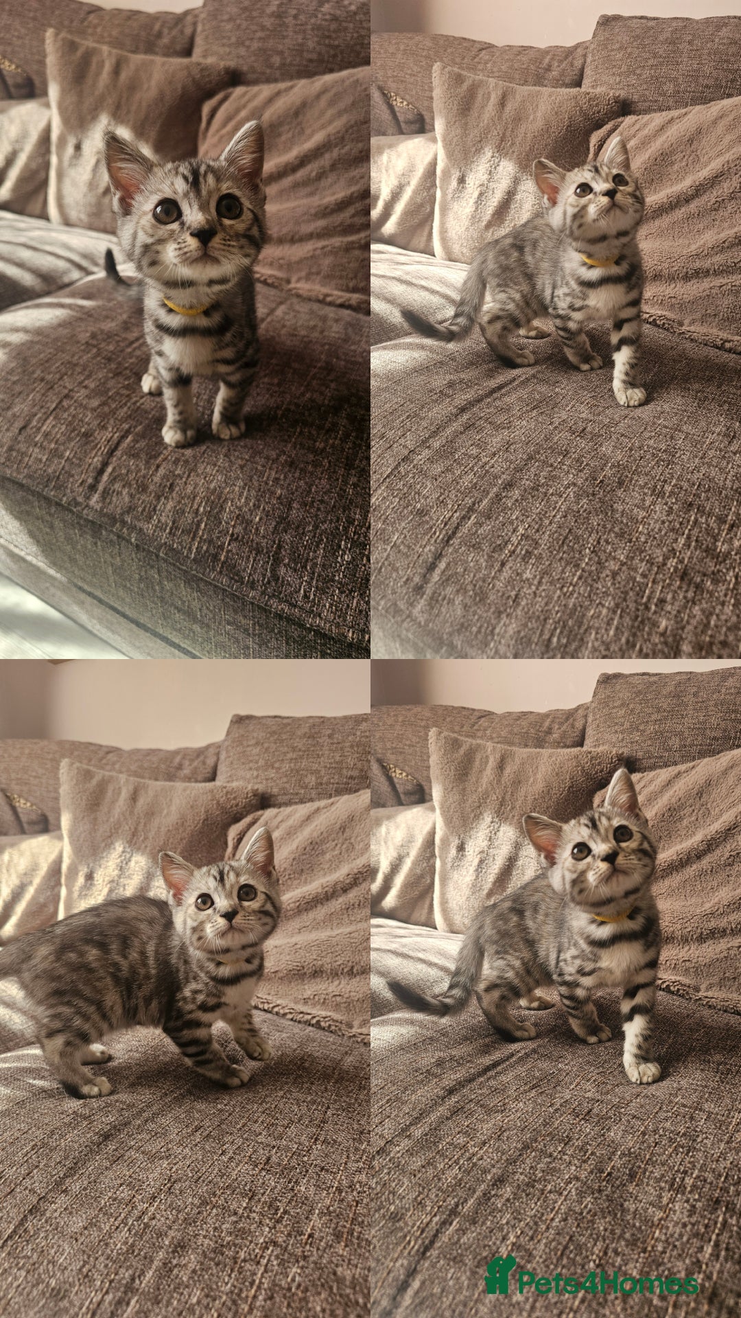 Mixed Breed cats for sale: Silver bengal x Scottish fold kittens - Image 3