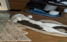 British Shorthair cats for sale: British short hair blue bi-colour boy - Advert 3