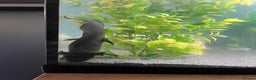 Axolotl reptiles for sale: Steve The “Giant” Melaniod Axolotl - Advert 2