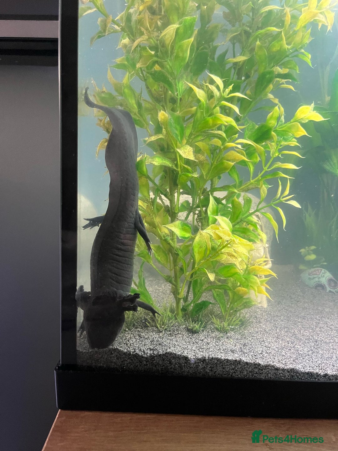Axolotl reptiles for sale: Steve The “Giant” Melaniod Axolotl - Advert 2