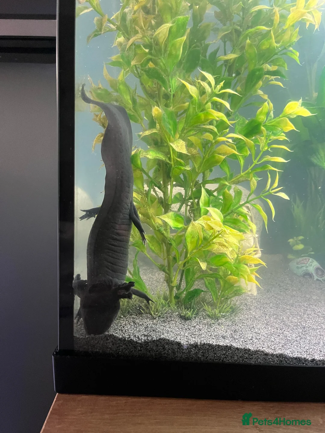 Axolotl reptiles for sale: Steve The “Giant” Melaniod Axolotl - Advert 2