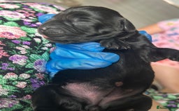 Springador dogs for sale: 3/4 Labrador (Springador x Labrador) Pups for Sale - Image 21