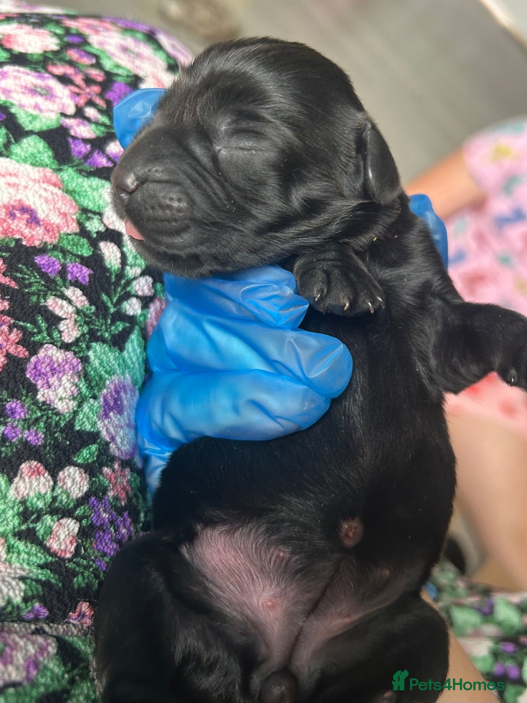 Springador dogs for sale: 3/4 Labrador (Springador x Labrador) Pups for Sale - Image 21