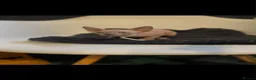 Sphynx cats for sale: Beautiful Sphynx kitten - Advert 4