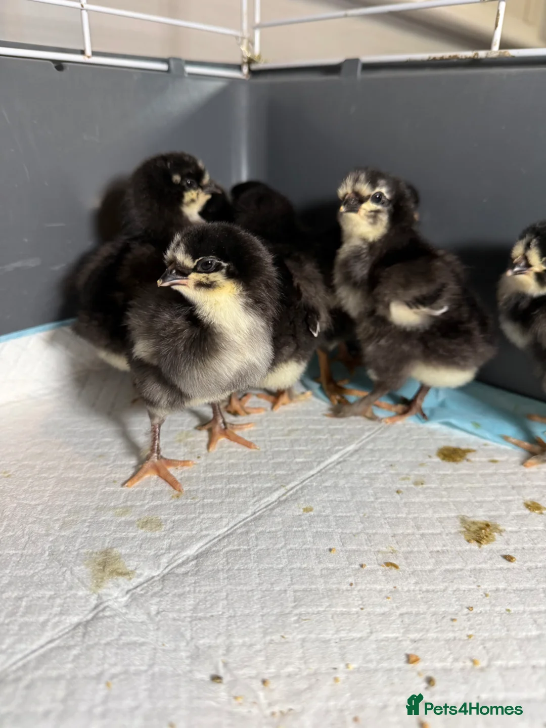 Chickens poultry for sale: Olive Egger Chicks  - Advert 2