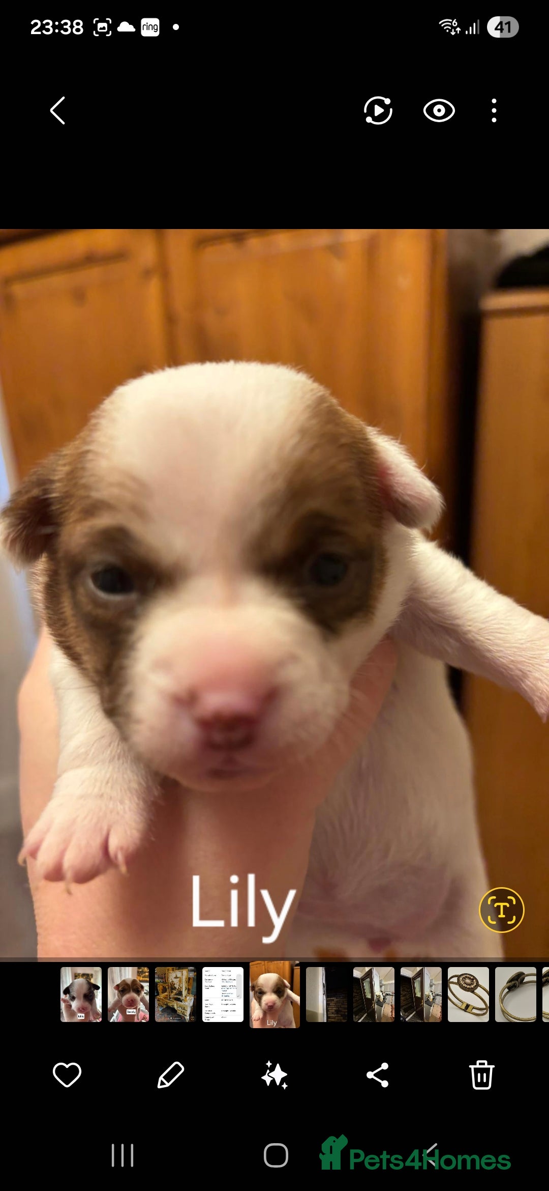 Mixed Breed dogs for sale: Beautiful Chihuahua x Jack Russell Puppies  - Advert 6