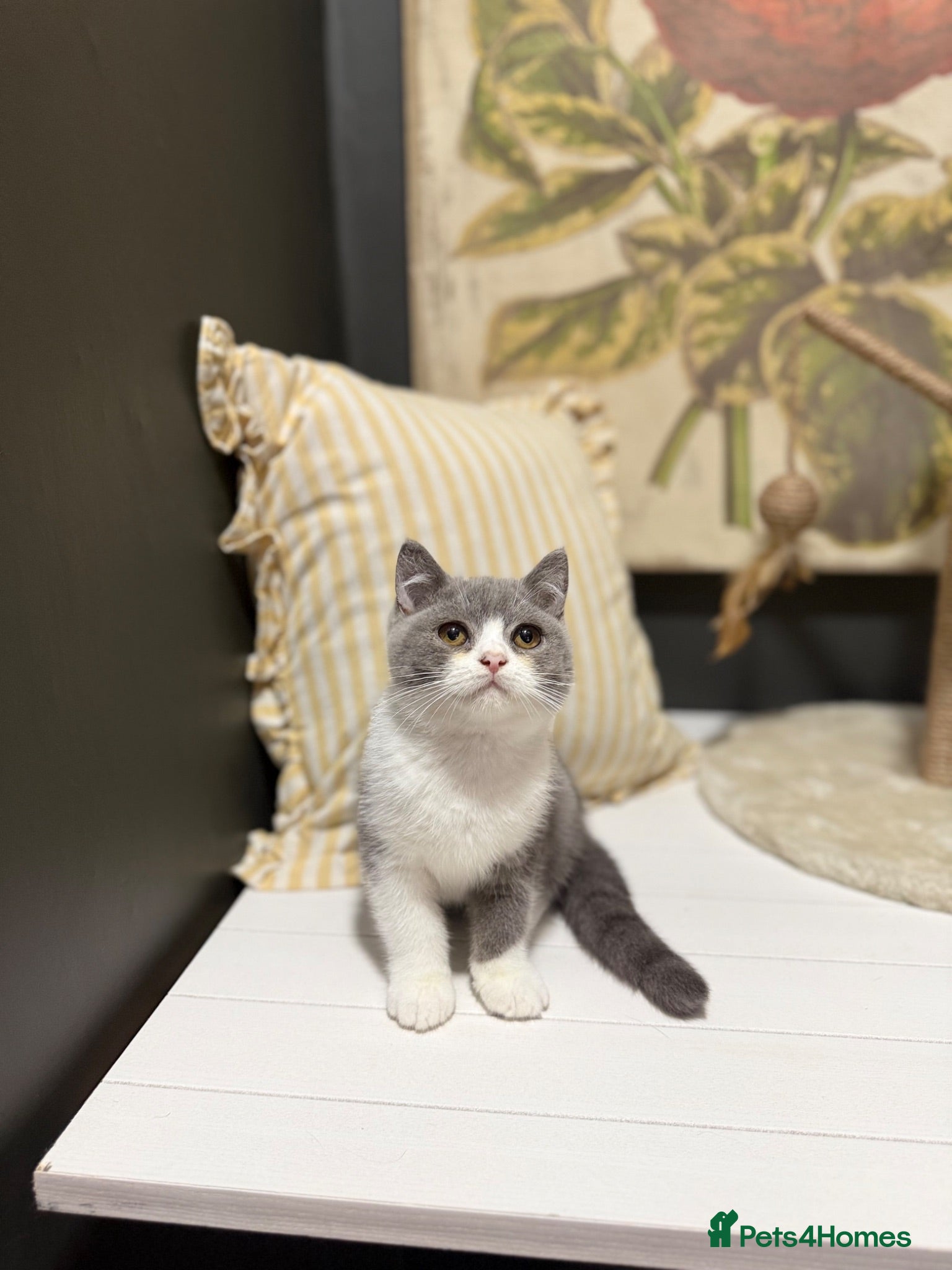 British Shorthair cats Stunning blue bi female and lilac bi male  - Advert 8