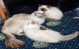 Ragdoll cats for sale: Pedigree Ragdolls for sale £495 - Image 29