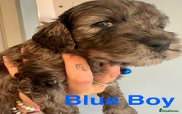 Cockapoo dogs for sale: Beautiful Teddy Bear F1 Cockapoo Merle puppies - Image 4