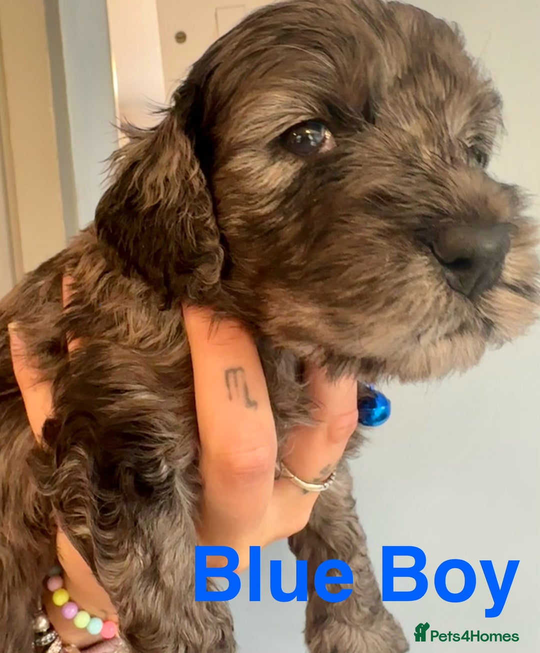 Cockapoo dogs for sale: Beautiful Teddy Bear F1 Cockapoo Merle puppies - Image 4