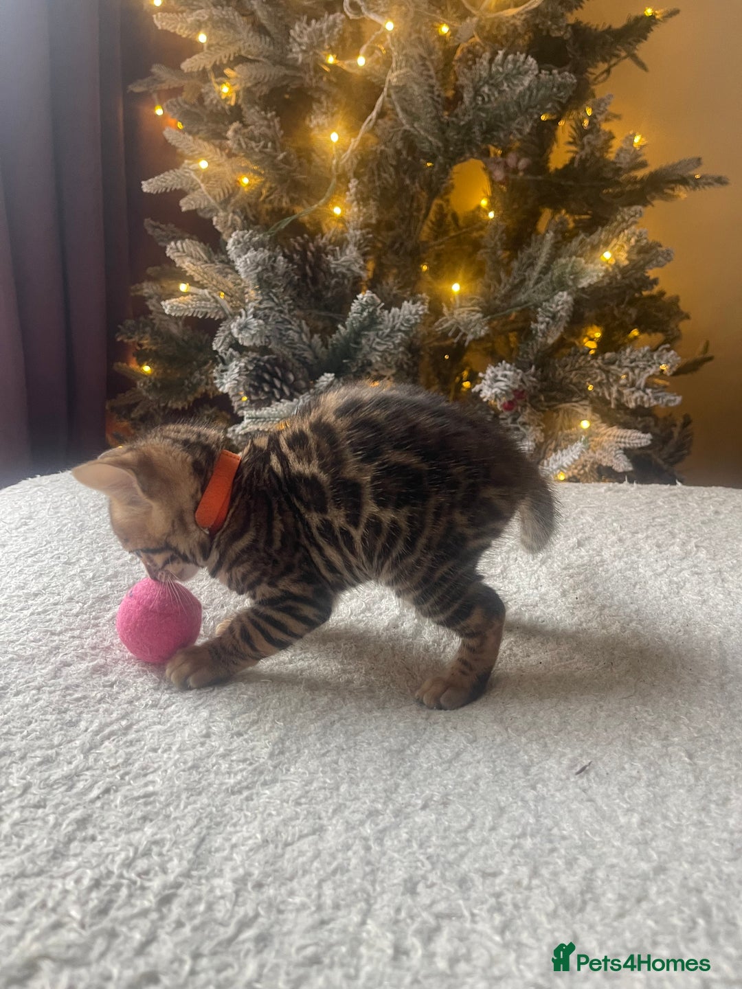 Bengal cats for sale: EXCELLENT BENGAL KITTENS READY BEFORE  ** !!! - Advert 9